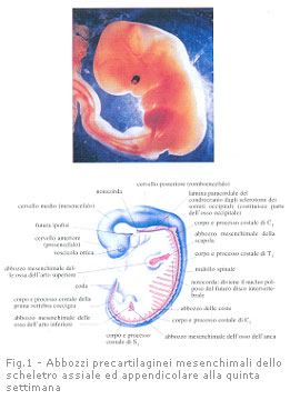 Fig.1