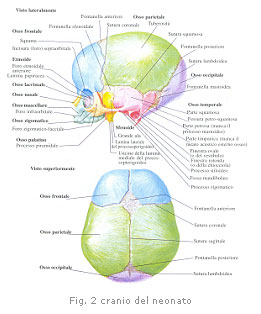 fig.2